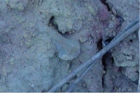 Sac Spine