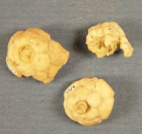 Microcaracrinus twenhofeli