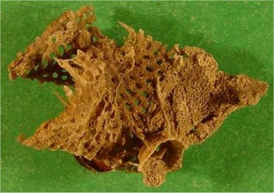 Hystriculina hystricula