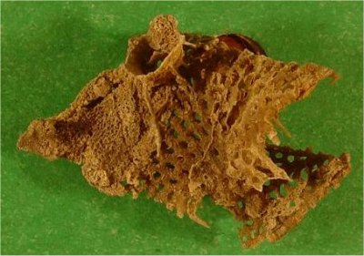 Hystriculina hystricula