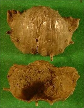 Hystriculina hystricula