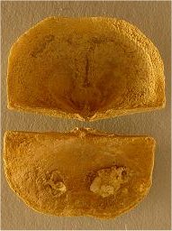 Neochonetes granulifer
