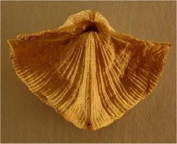 Neospirifer sp. cf. N. kansasensis