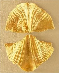 Neospirifer sp. cf. N. kansasensis
