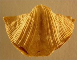 Neospirifer sp. cf. N. kansasensis