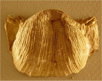 Reticulatia huecoensis