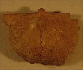 Reticulatia huecoensis