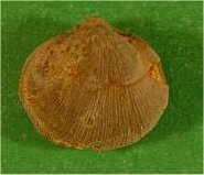 Rhipidomella carbonaria