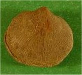Rhipidomella carbonaria