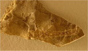 Archeophiomusium sp. cf. A. burrissi