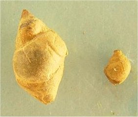 Anematina sp. cf. A. minutissima
