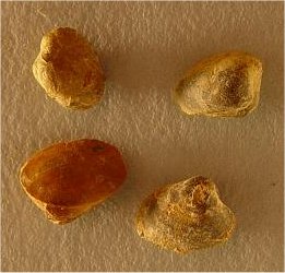 Astartella sp. cf. A. newberryi