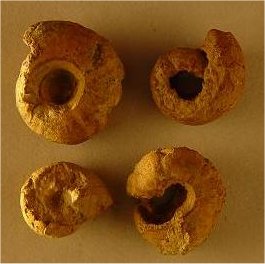 Immature Goniatites