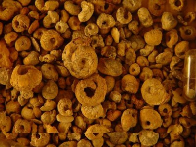 Immature Goniatites