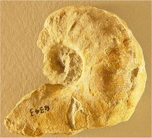 Metacoceras sp. cf. M. sublaeve