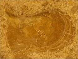 Myalina (Orthomyalina) subquadrata