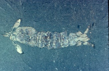 Tyrannophontids