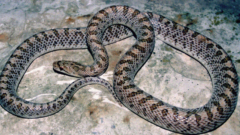 Glossy Snake