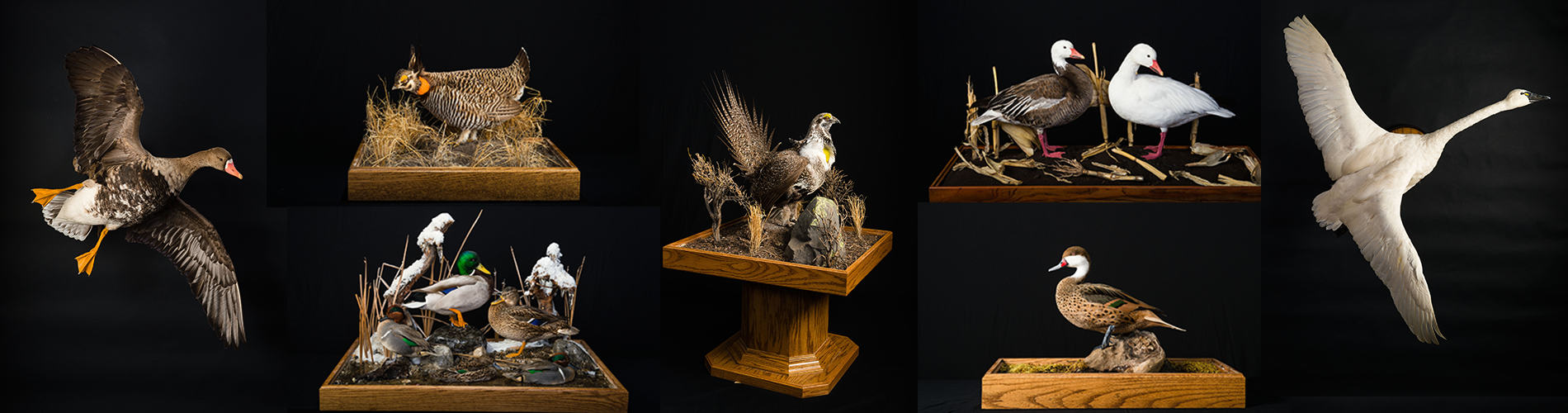 Bird Collage