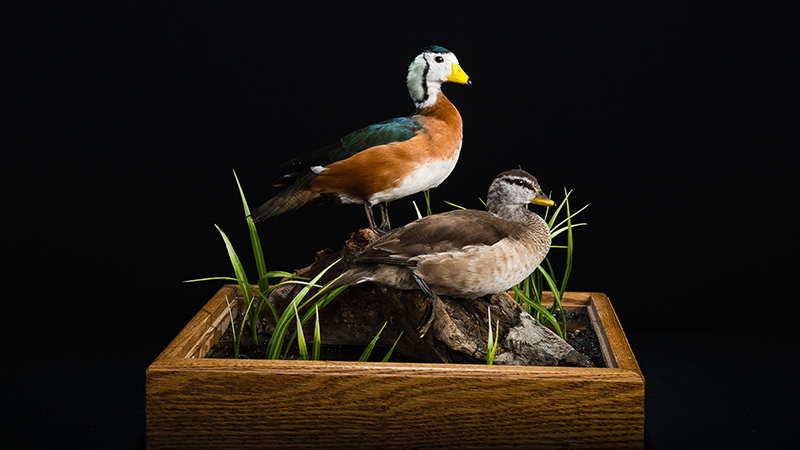 African Pygmy Goose