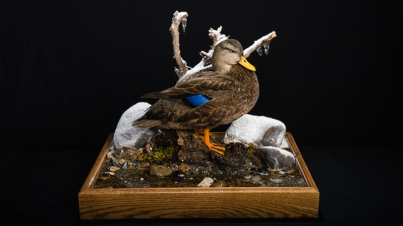 American Black Duck