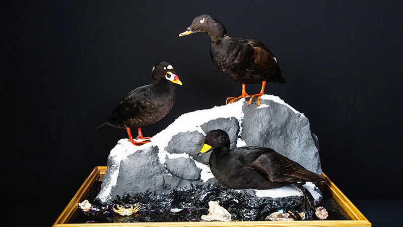 American [Black] Scoter