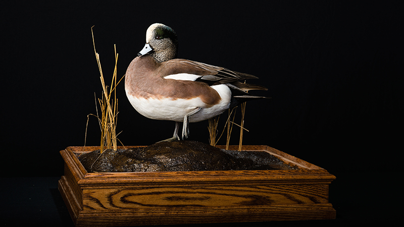 American Wigeon