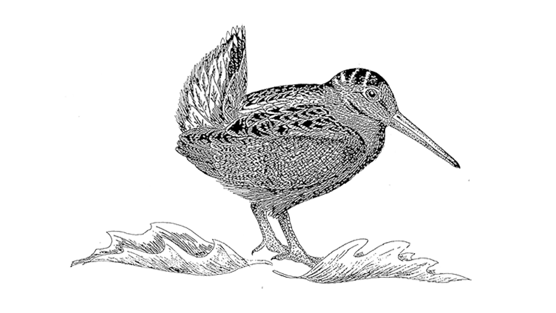 American Woodcock