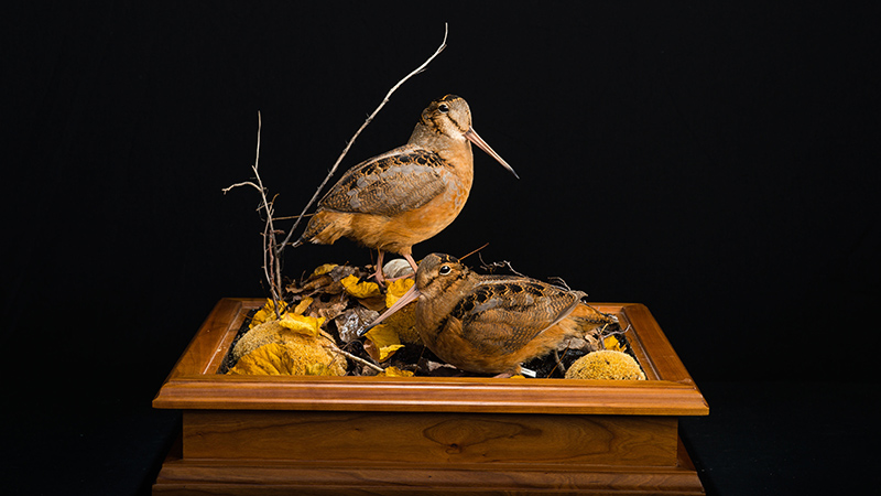 American Woodcock