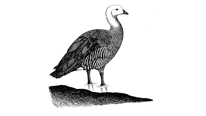 Andean [Upland] Sheldgoose