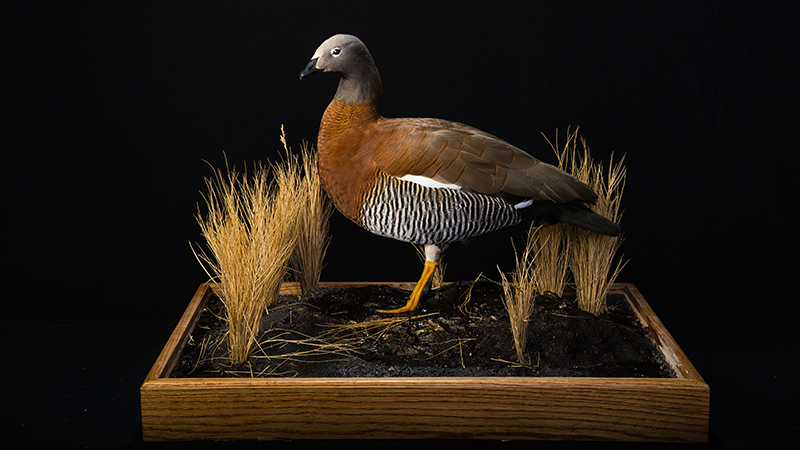 Ashy-headed Sheldgoose