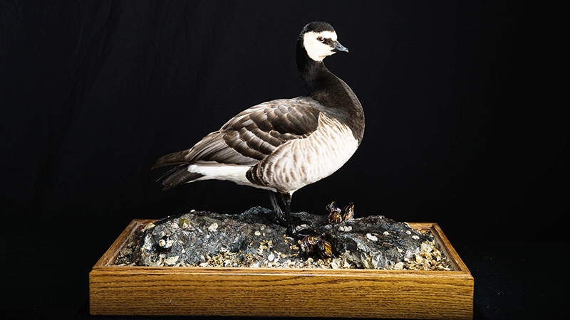 Barnacle Goose