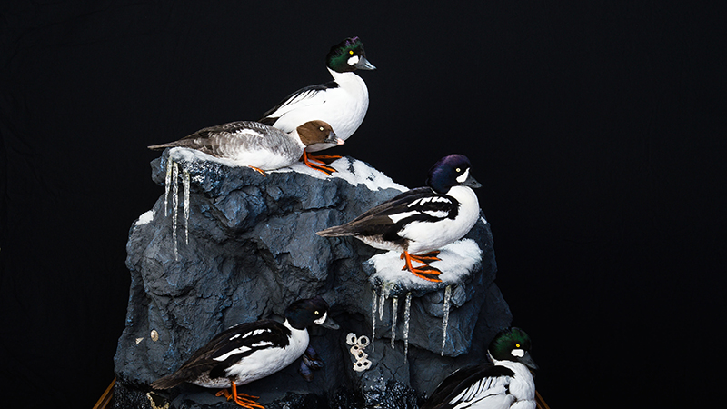 Barrow's Goldeneye