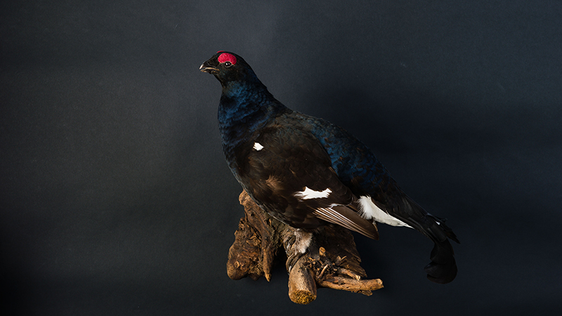 Black Grouse 