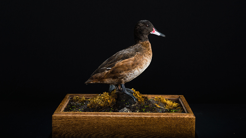 Black-headed Duck