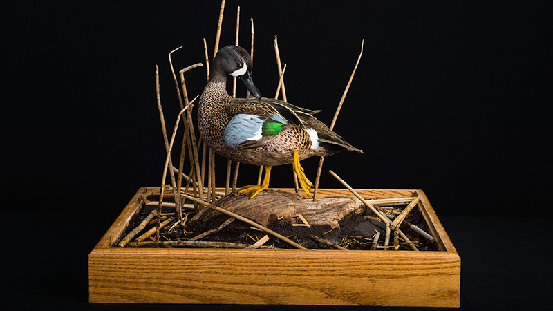 Blue-winged Teal