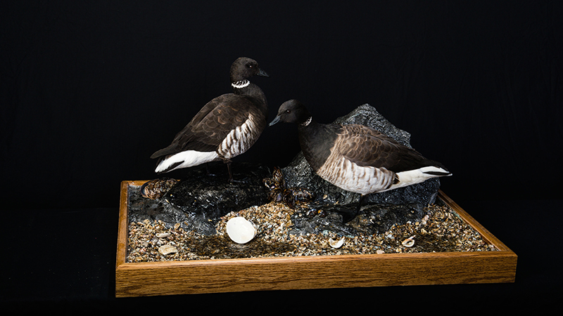 Brant