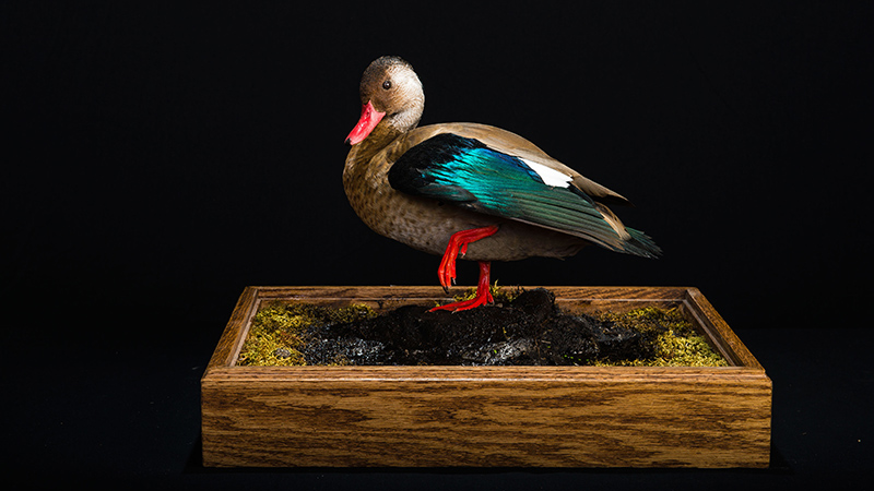 Brazilian Teal 