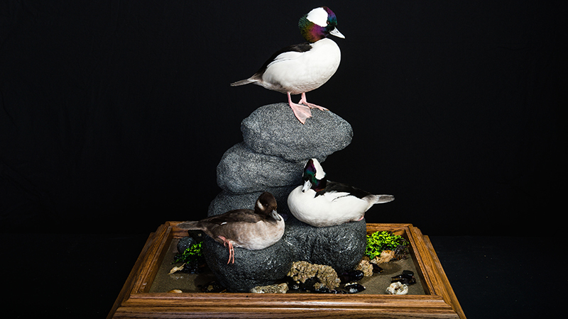Bufflehead