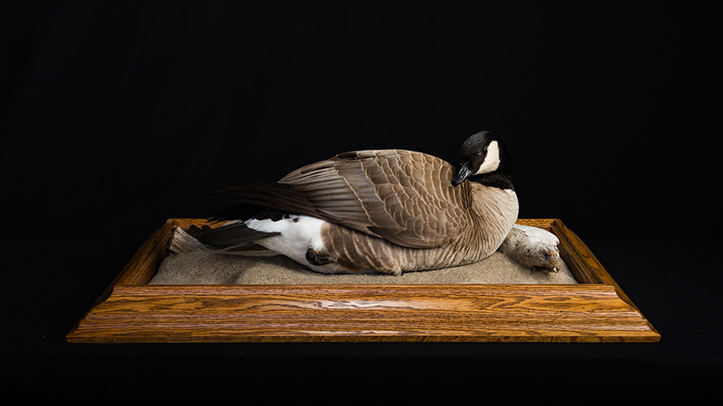 Cackling Goose