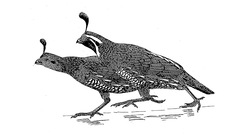 California Quail