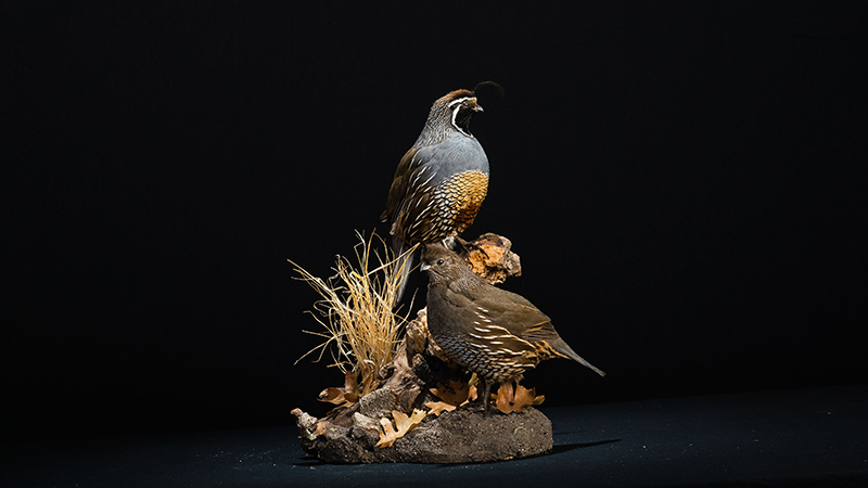 California Quail