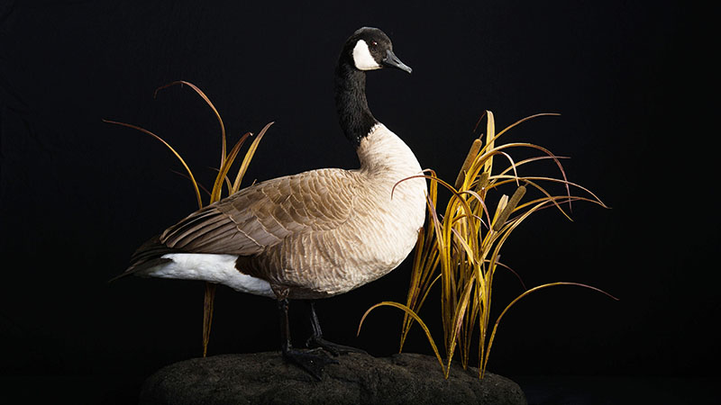 Canada Goose