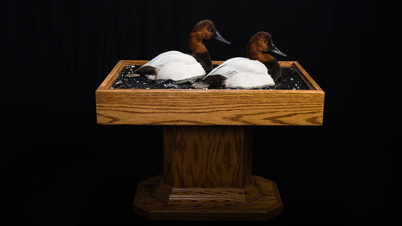 Canvasback