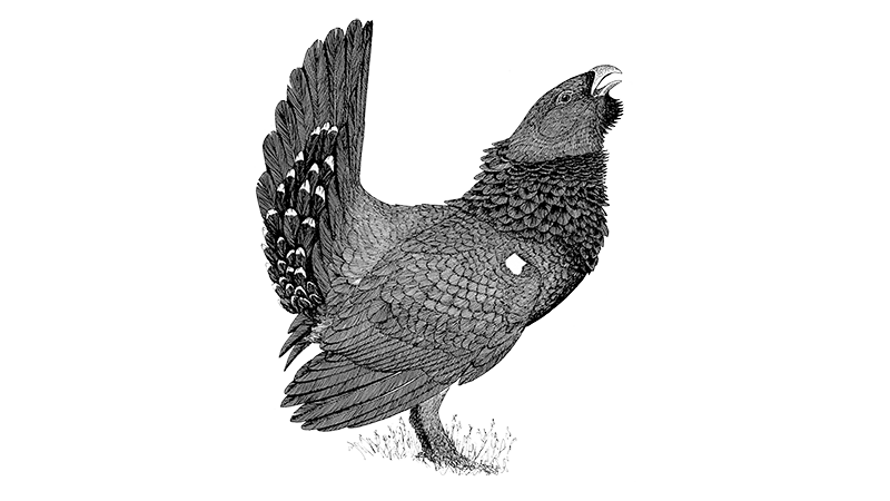Capercaillie