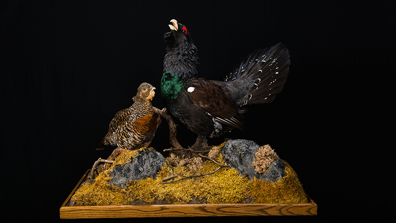 Capercaillie