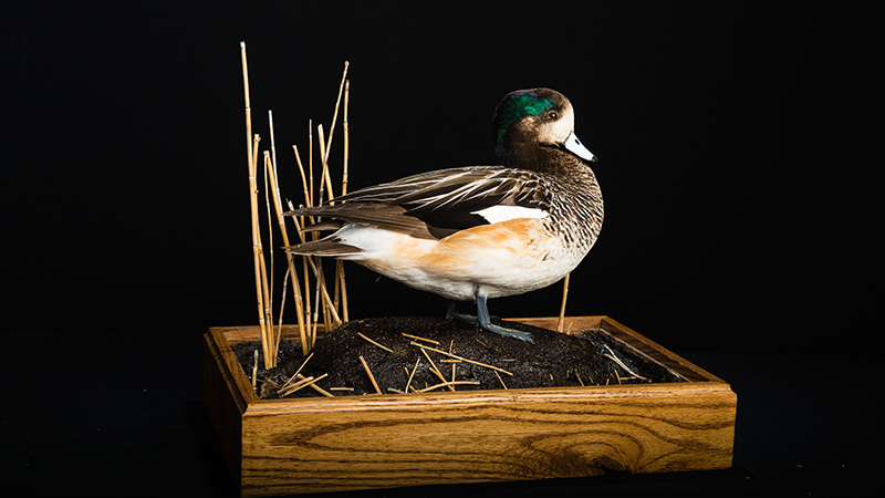 Chiloe Wigeon