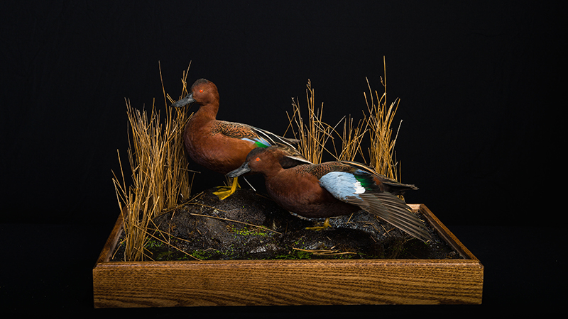 Cinnamon Teal