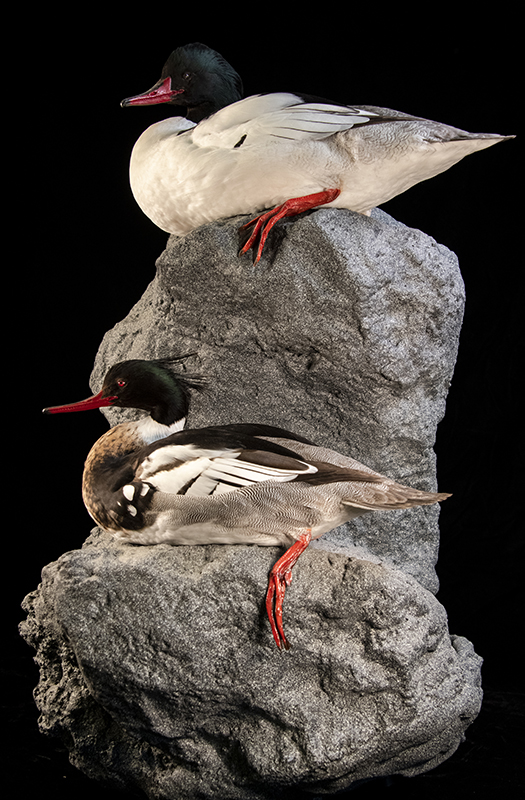 Common Merganser 