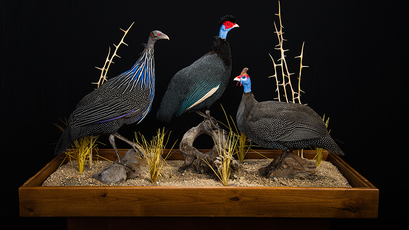 Crested Guineafowl 